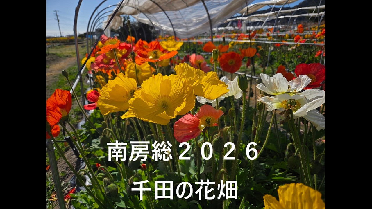 南房総ドライブ２０２６part３秋風春風