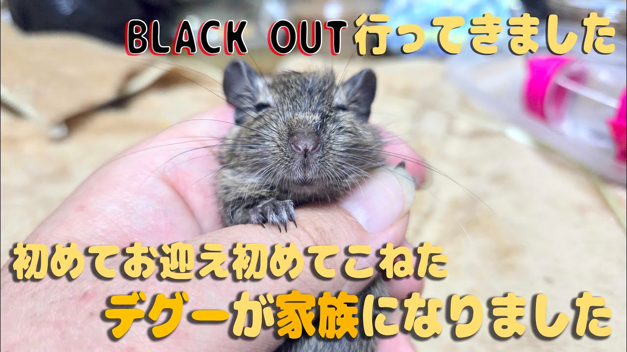 BLACK OUTで初めてのデグーお迎えしてきました
