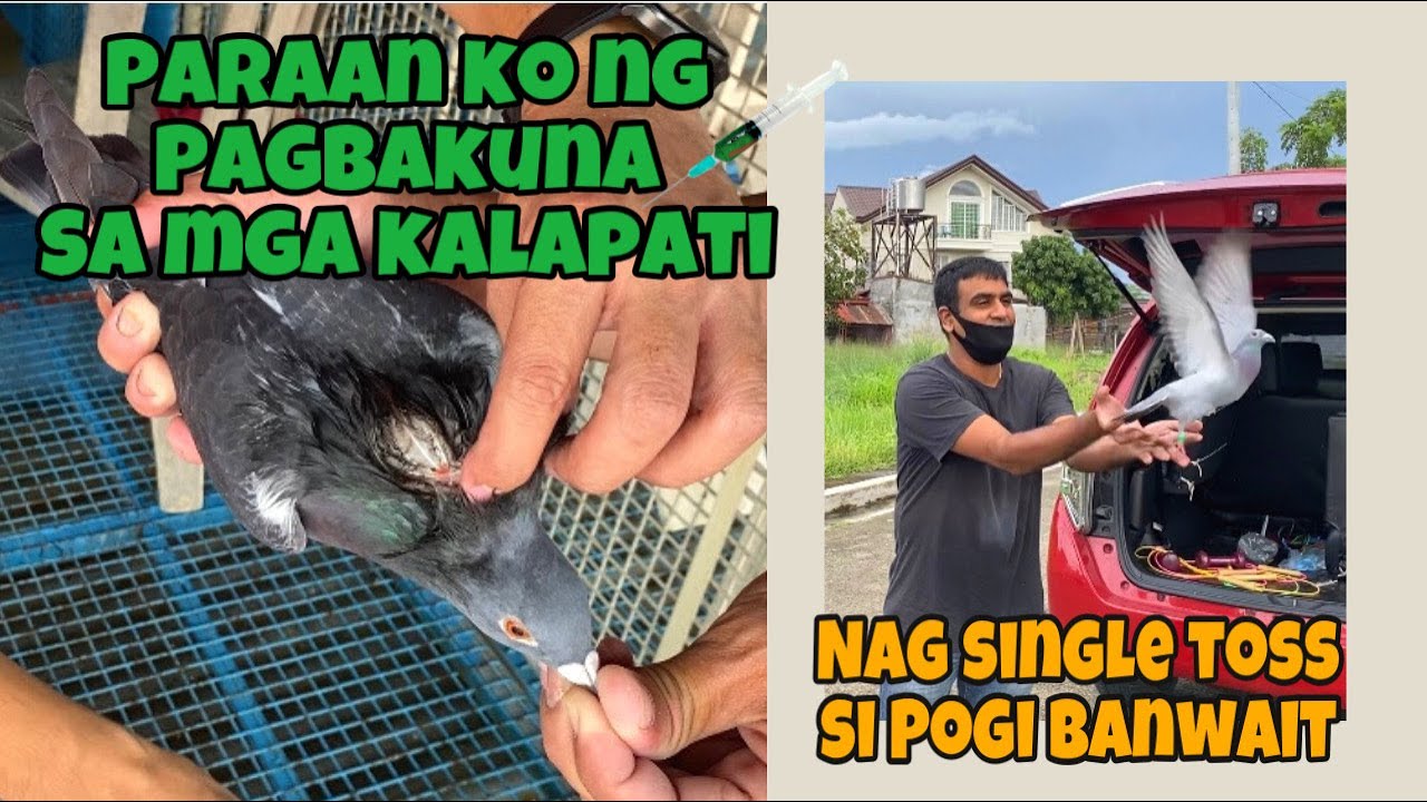 PARAAN KO PAANO MAGBAKUNA NG KALAPATI | RACING PIGEON |Reggie Cruz Loft & Aviary #BAKUNA #KALAPATI