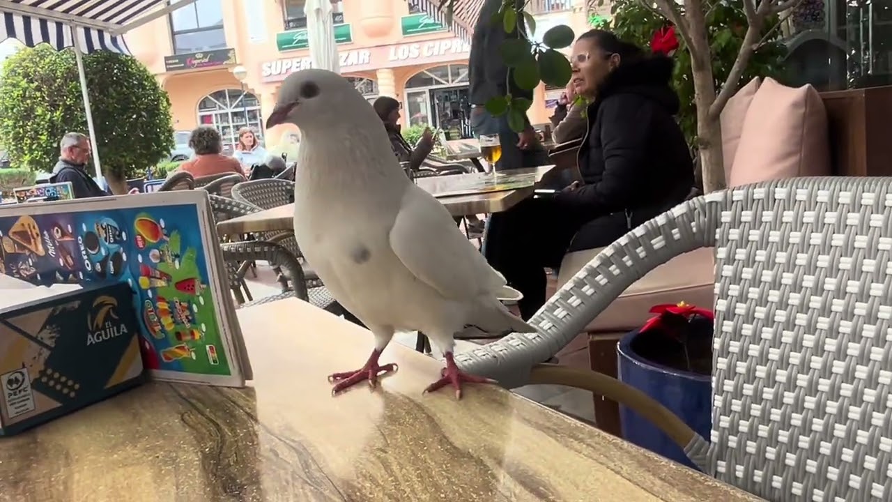 Doves Dancing " Thank you " and arrives happy several times- Birdslover January 2/Spain 