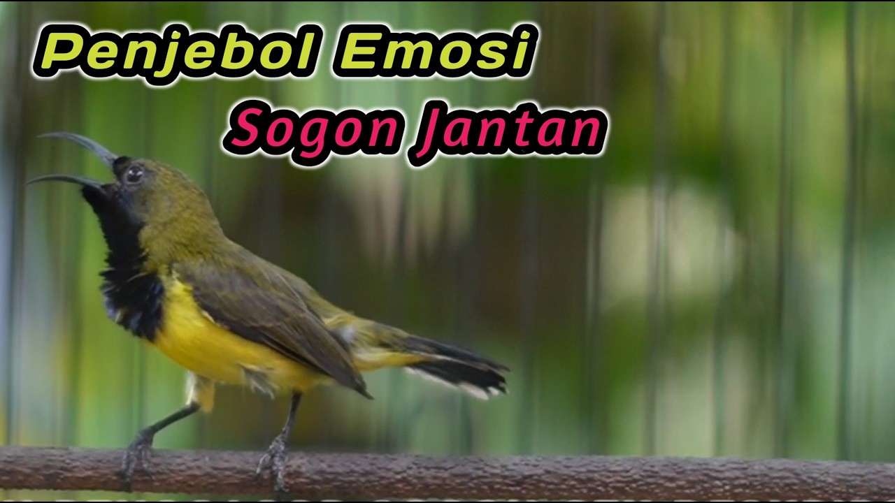 PANCINGAN PENGGACOR SOGON OALING JITU‼️IJOAN JANTAN TROTOL METALIK PASTI LANGSUNG IKUT GACOR NEMBAK
