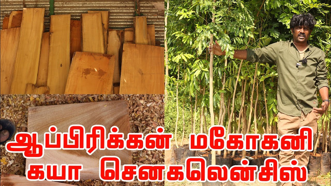 மகாகனி கயா மரத்தை வளர்த்தால் வங்கியில் டெபாசிட் போடுற மாதிரி | Khaya Senegalensis | கயா செனகலென்சிஸ்