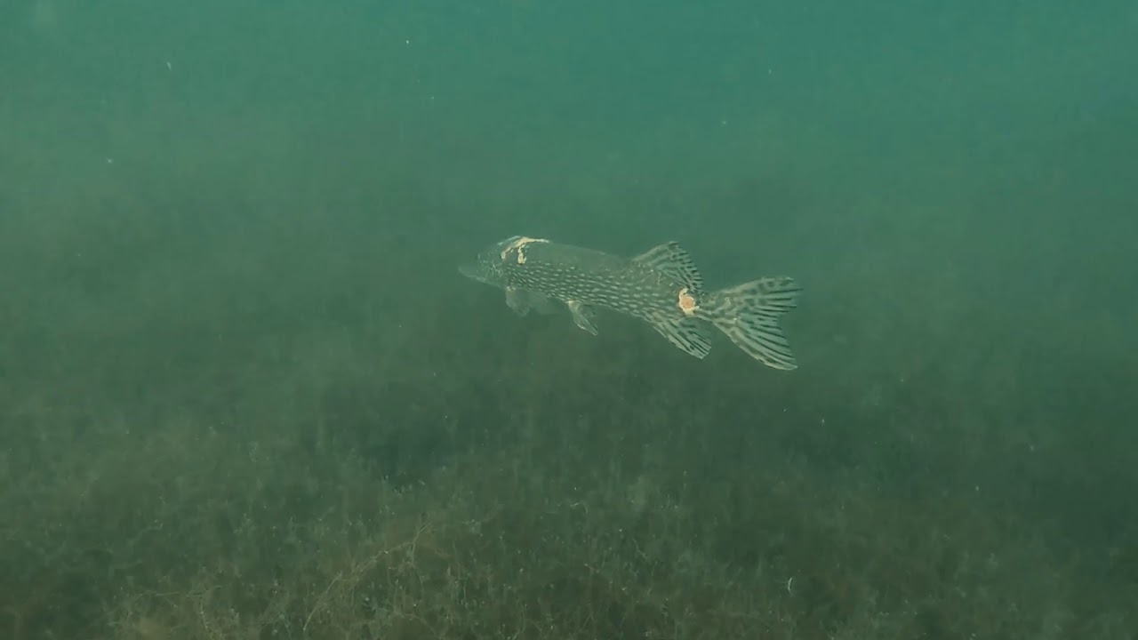 Diving@ de gavers harelbeke