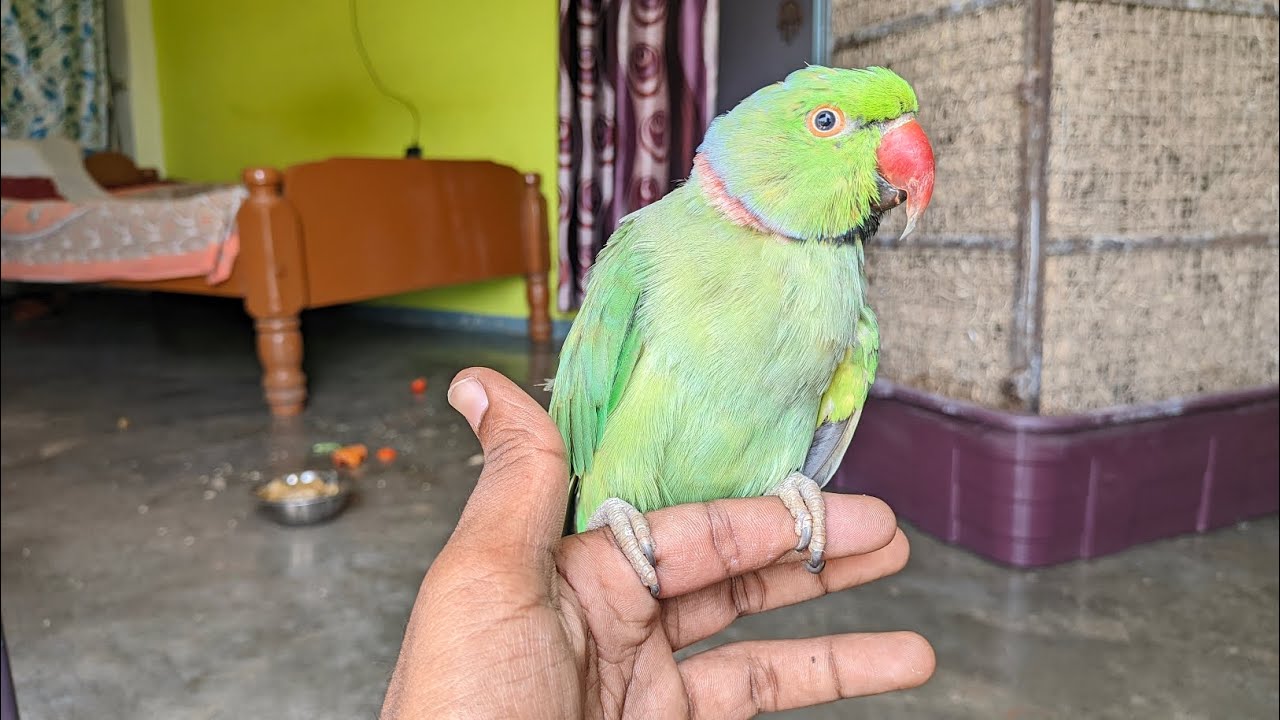 Parrot rescue team ✅ Karan parrot talking tip 💯