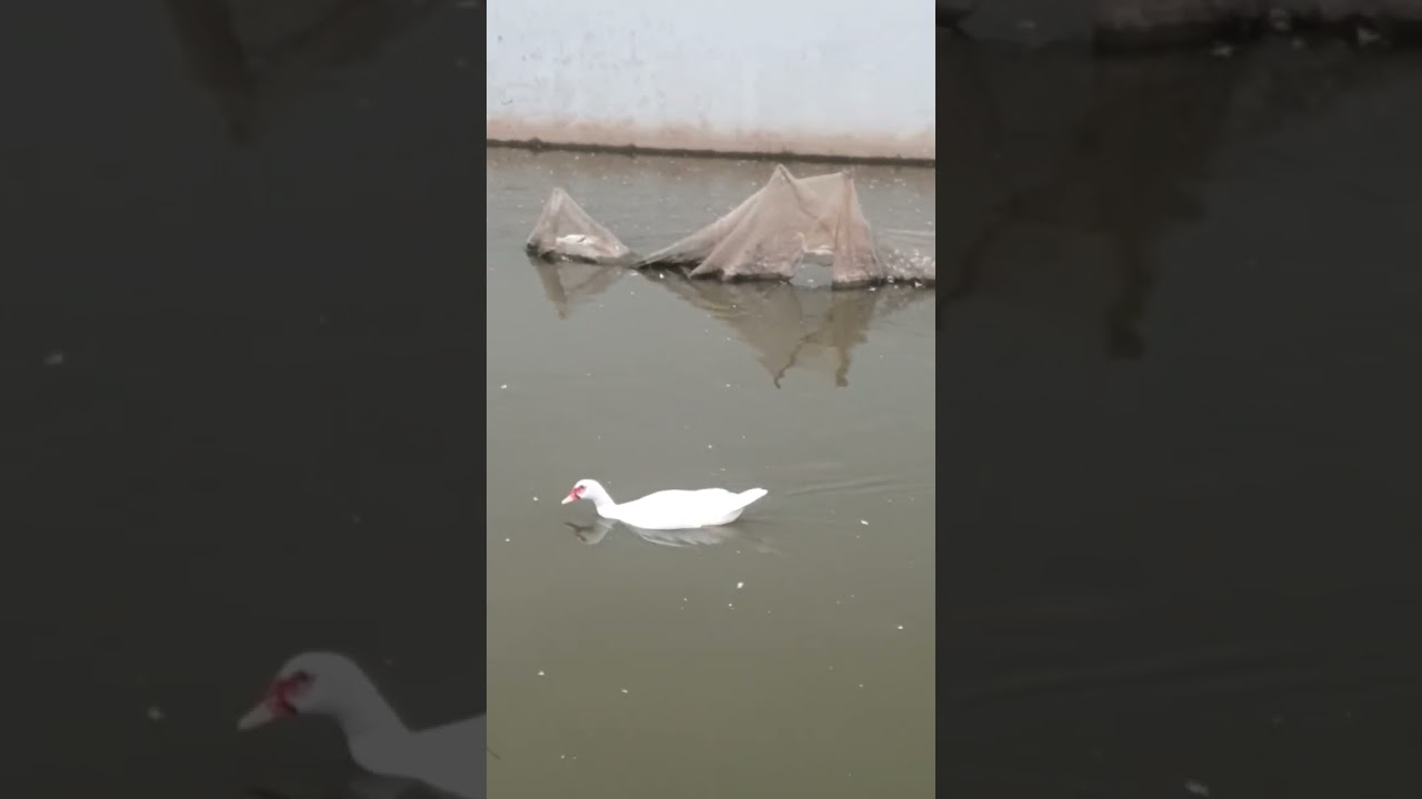 VỊT ĐỒNG - Copper duck #shortvideo