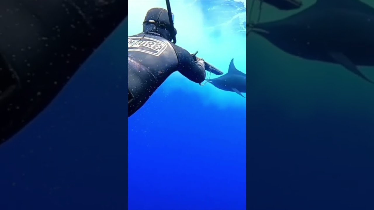 Spearfishing Marlin Magic w/ @nicolas_tahimanarii