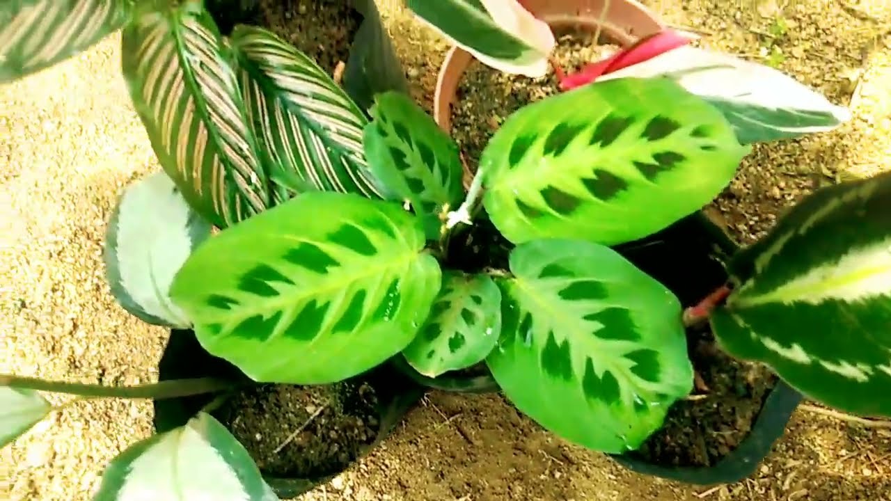 Plant sale 32🍃🍃 ලස්සන මල් පැල අඩුම මුදලට What's app 0713609685 message or call 