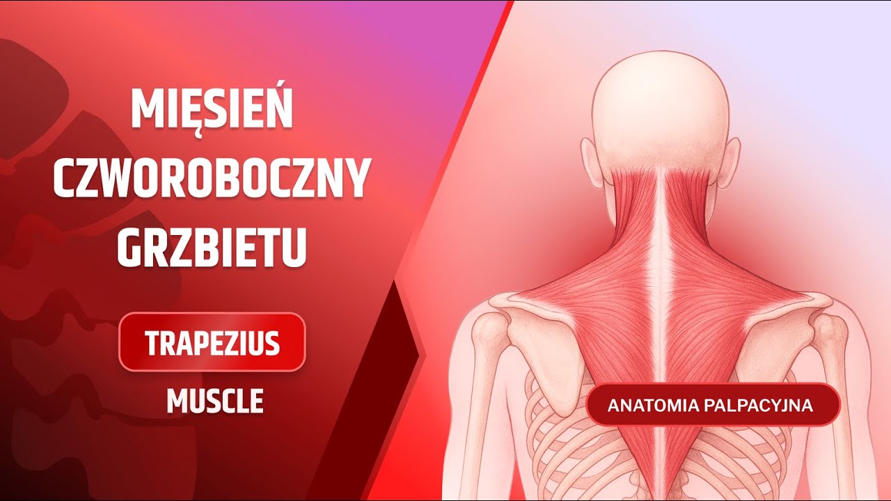 ANATOMIA PALPACYJNA - MIEŚIEŃ CZWOROBOCZNY GRZBIETU - dr n. med. Marcin Wytrążek