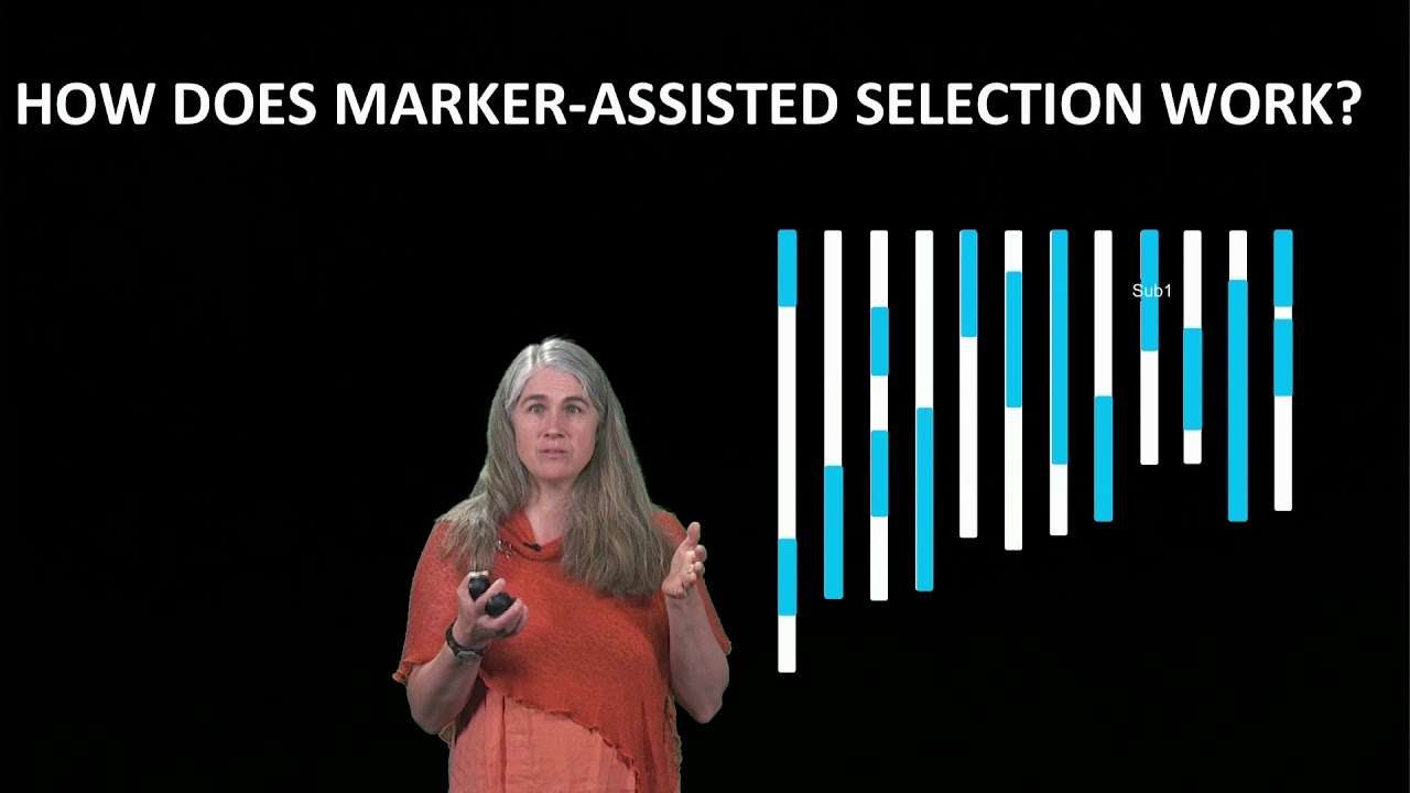 How was marker assisted selection used to produce SCUBA rice?