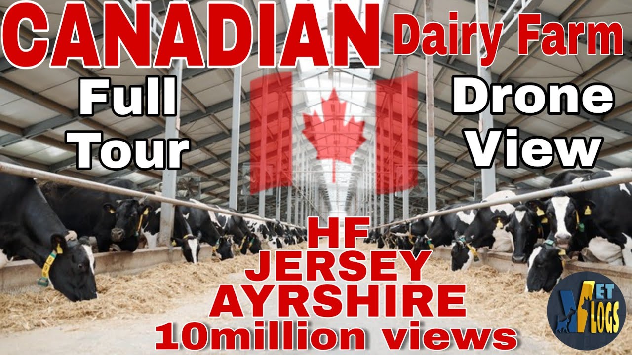 Canada Dairy Farm || 2000+ CATTLES HF, JERSEY, AYRSHIRE || Foreign Dairy