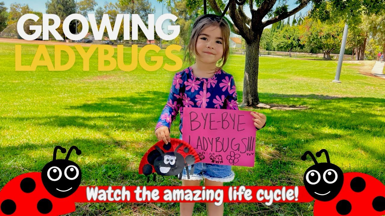 Ladybug Life Cycle for Kids 🐞