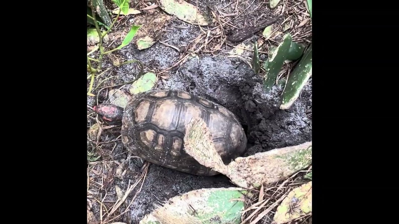 🐢🍒Brazilian Cherryhead laying eggs and digging them up.
