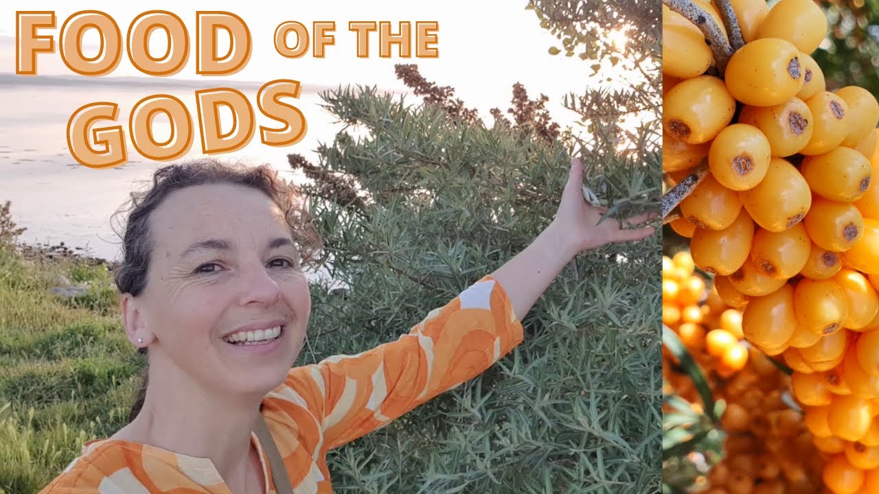 Sea Buckthorn - Stories, Temples, Harvests and Feasts