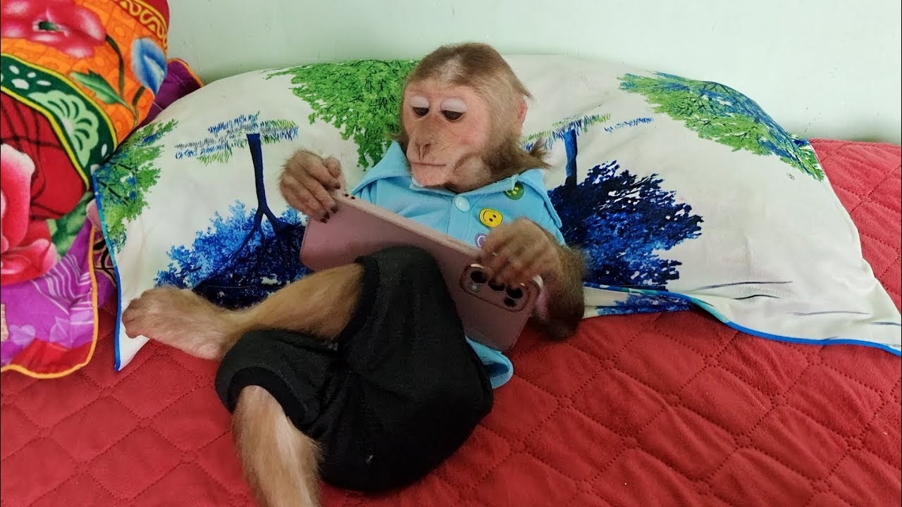 Baby Monkey Kuku is playing on his phone alone when Mom is away