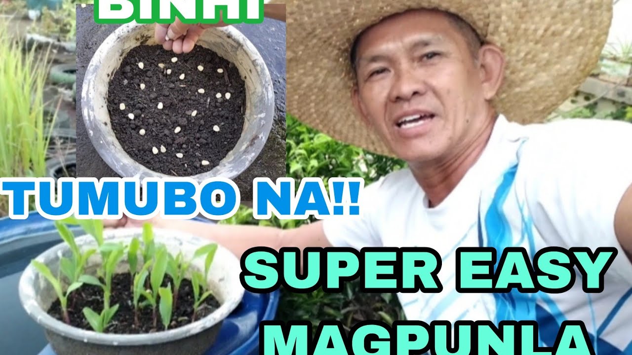 PAANO MAGPUNLA NG MAIS??