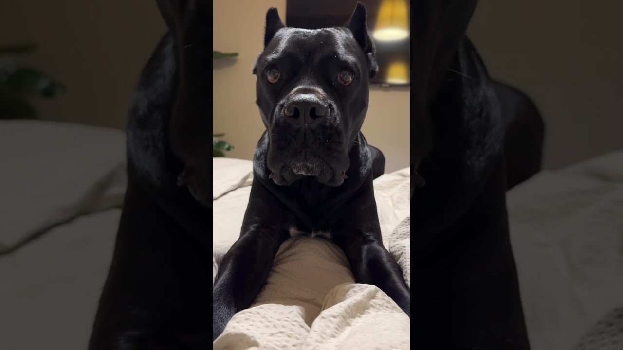 CANE CORSO sounds 🤣#pies #dog #canecorso #asmr #sound #funnydog #dogreels #viral #trending #psy