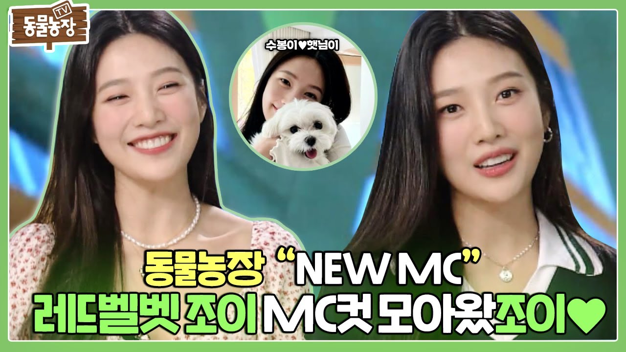 [조이 MC컷] MC도 잘하조이~ 동물농장 새 식구 ‘레드벨벳 조이’ MC컷 모음♥ I TV동물농장 (Animal Farm) | SBS Story