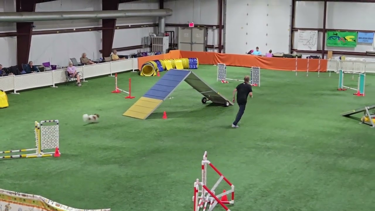 Agility Papillon Vinny (August 17, 2025)