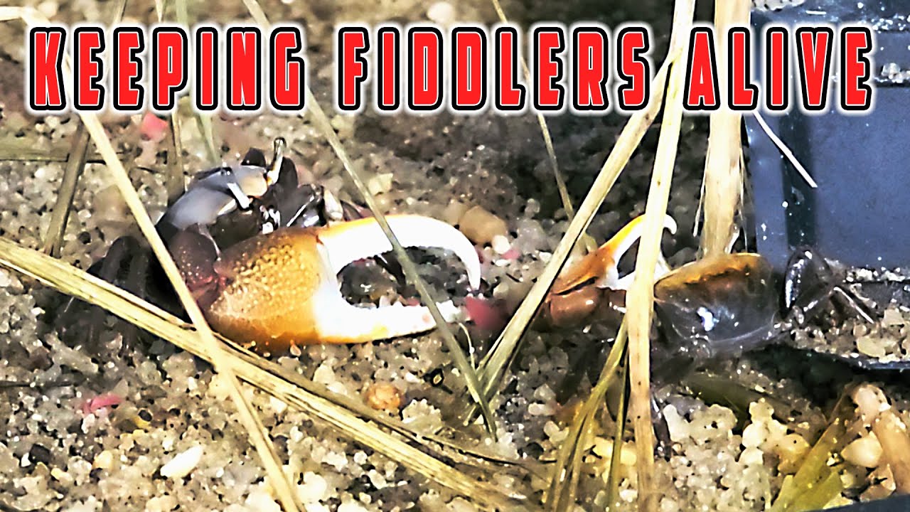 Keeping Fiddler Crabs Alive Long Term (Crabitat 2.0)