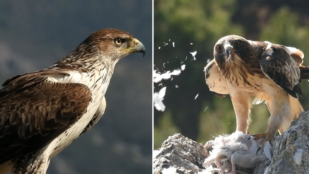 Spagna terra di Aquile 1. Aquila di Bonelli, Aquila minore.