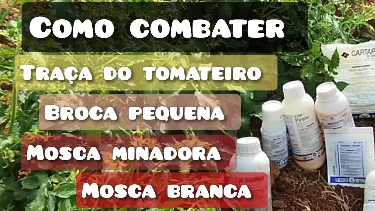Como combater traça do tomateiro, broca pequena do fruto,mosca branca e larva minadora.