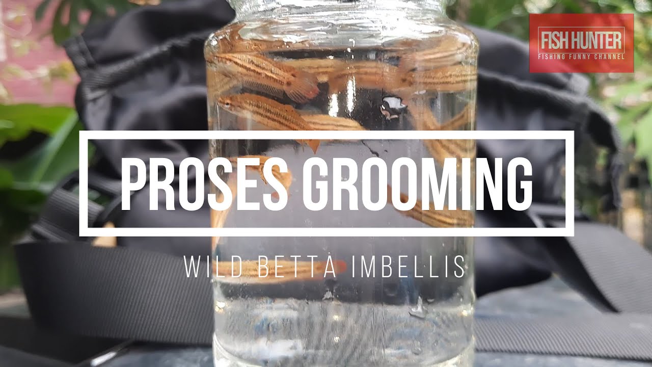GROOMING Wild Betta Imbellis