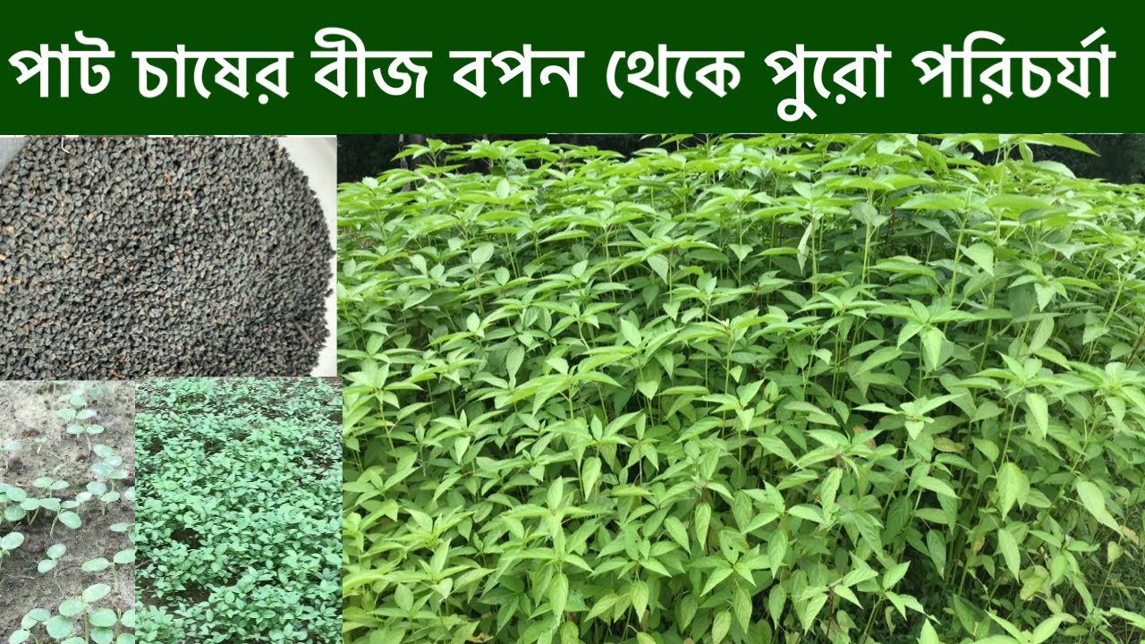 পাট চাষাবাদ। পাট চাষের বীজ বপন থেকে পুরো পরিচর্যা। How to growing jute