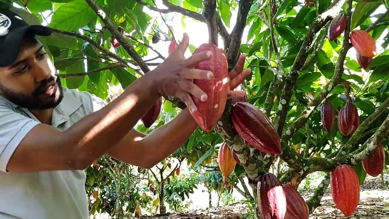 Ainda vale a pena plantar CACAU CLONADO? Variedade PS 13-19