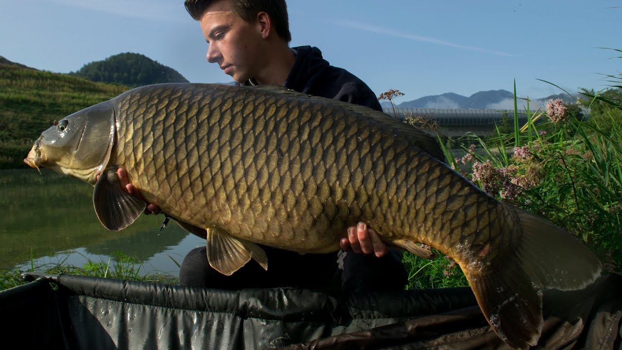 Karpfenangeln in Österreich im Sommer | NEUER PB! |  Fishery Steffan