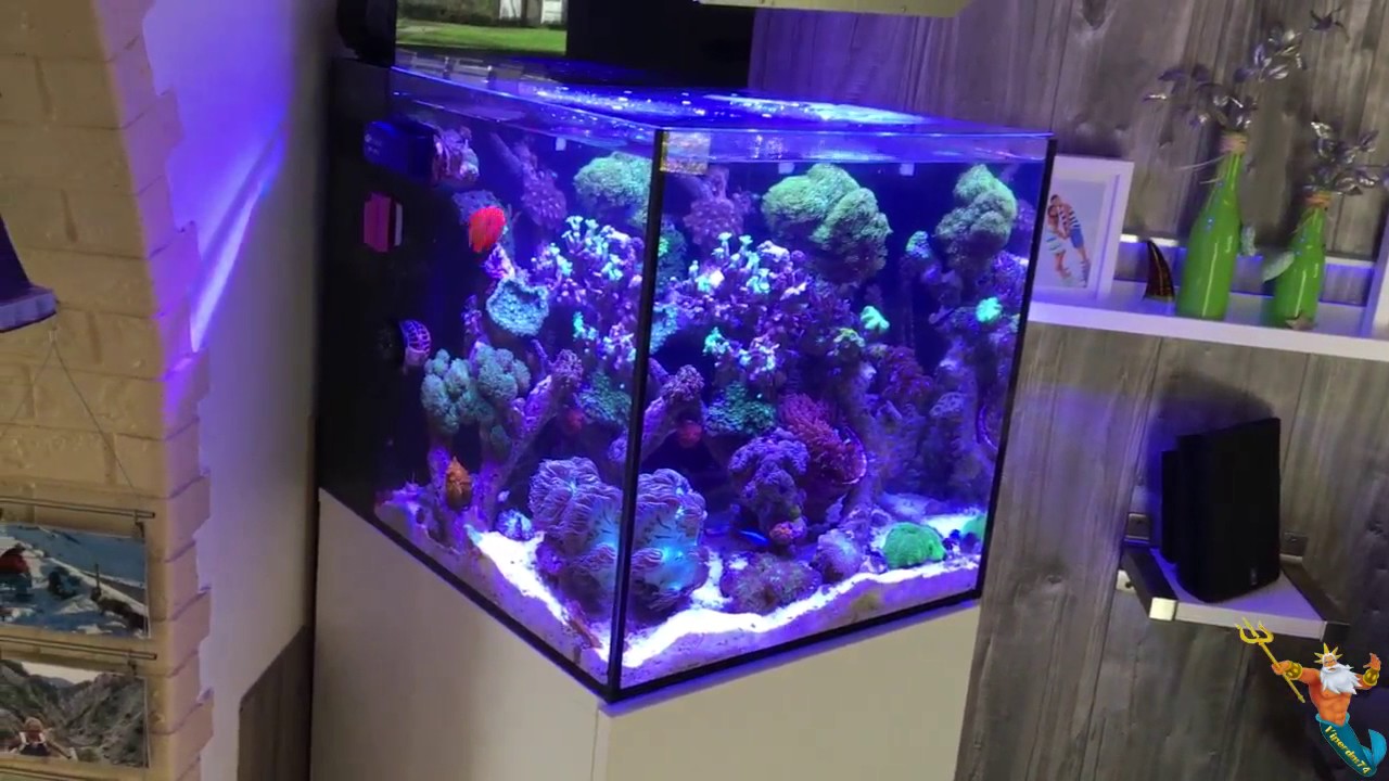 Cubicus Teil 1.5 Meerwasseraquarium