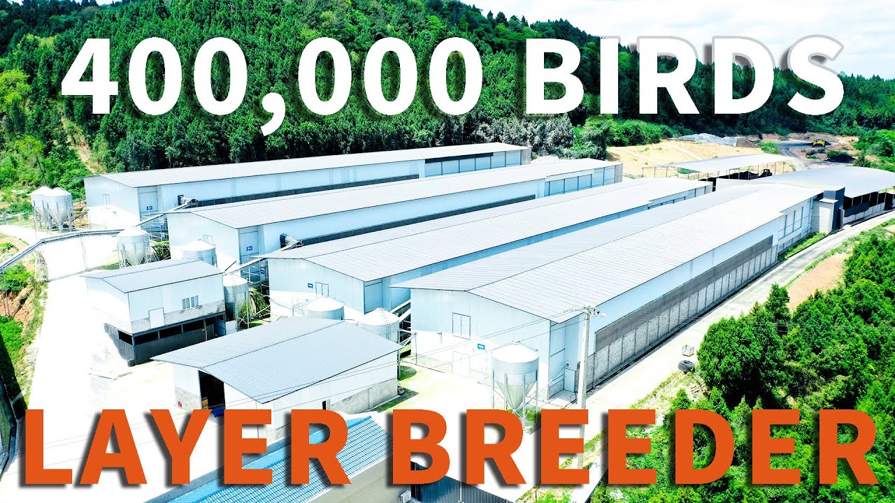 中国40万蛋种鸡项目 400K Layer Breeders Farm In China
