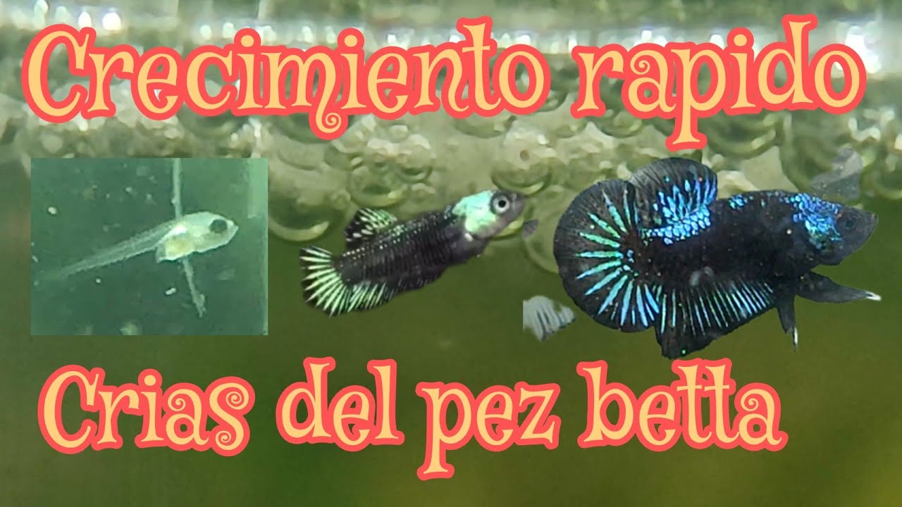 alimentación de crías del PEZ BETTA DESDE EL NACIMIENTO