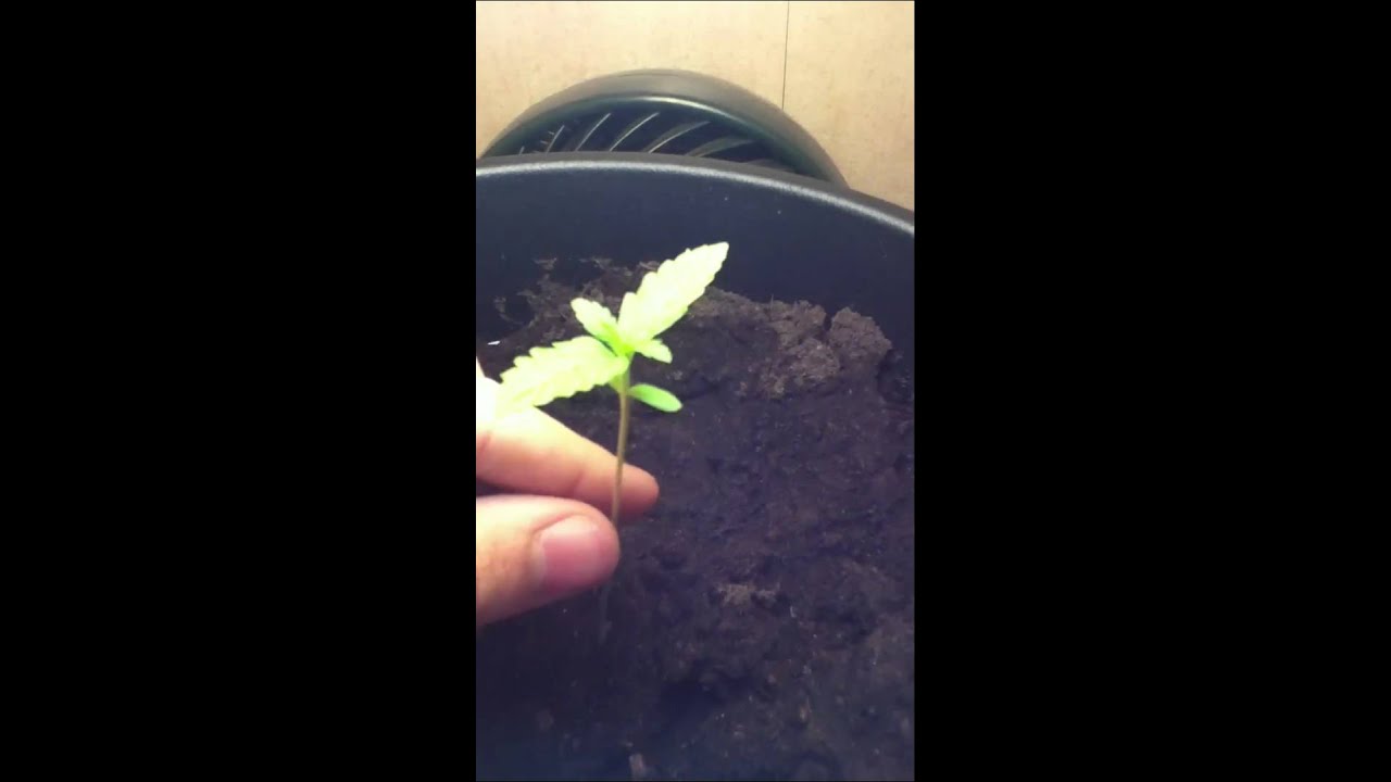 Northern Lights Marijuana Grow (Week 1 Veg)