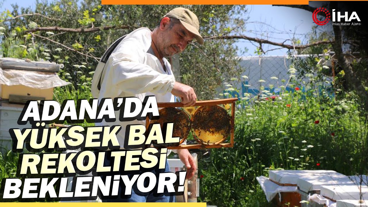 Adana'da Bal Üretiminde Bu Sene Rekor Kırılacak