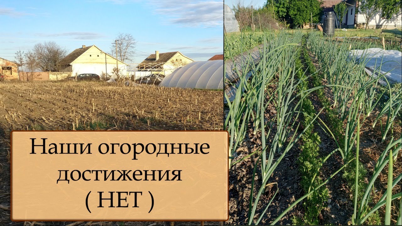 Что посадили на огороде в Сербии в 2022 году?