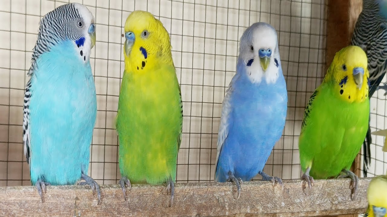 12 Hours of Happy Budgie Sounds: Relaxing Nature Ambience for Stress Relief