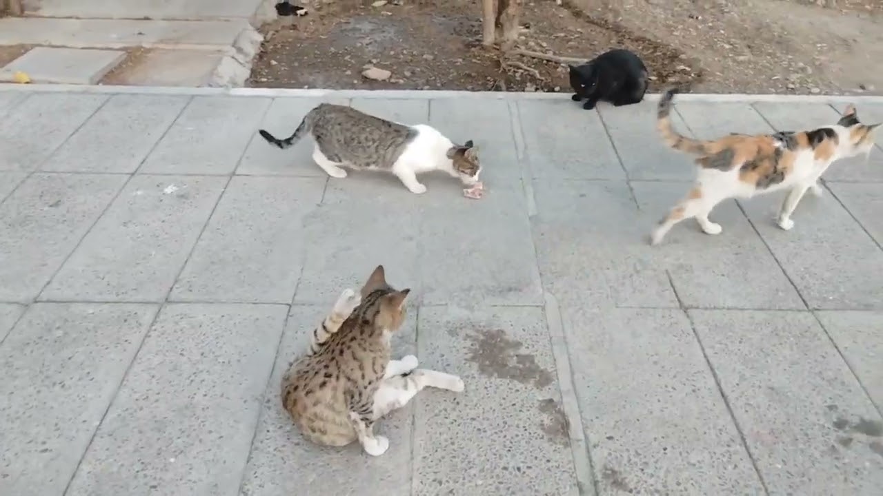 When the food arrives, the fight begins 🐈🐈‍⬛🐈🐈‍⬛🐈🐈