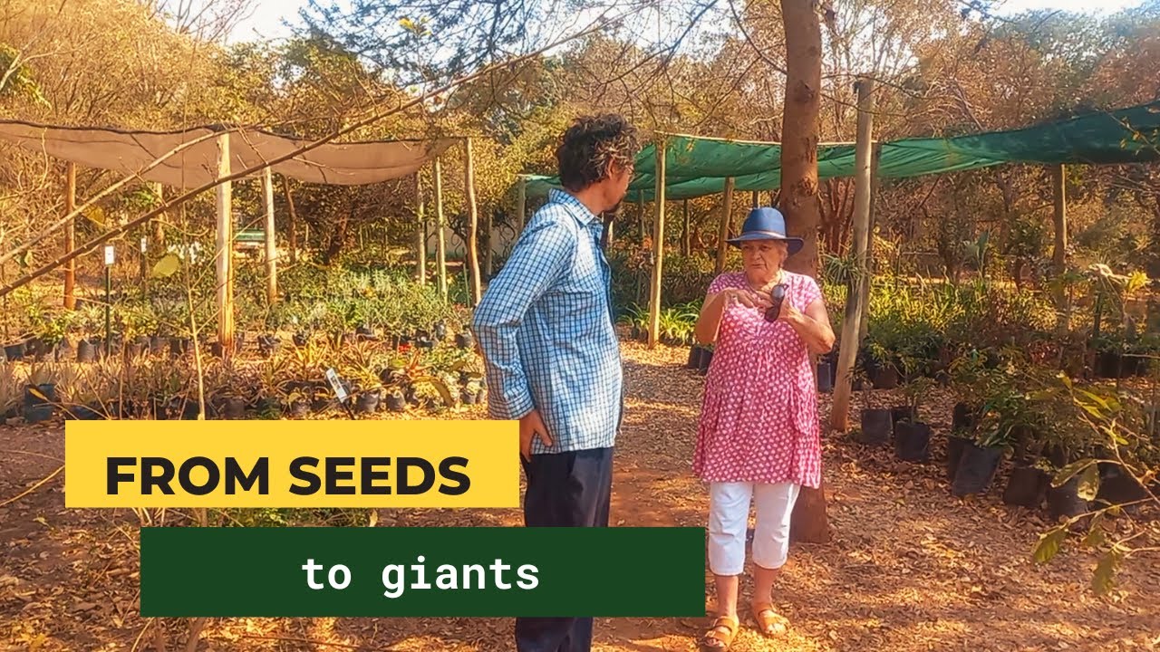 Nursery Tour | The Widest Selection of Indigenous Trees in Lusaka | Trees for Zambia