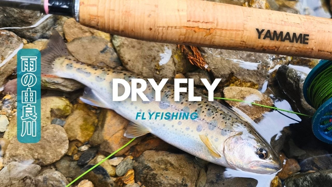 🎣 雨の京都・由良川でフライフィッシング 🌧️