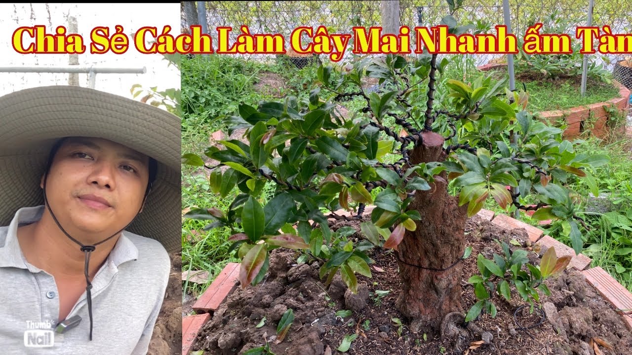 Chia sẻ cách làm cây nhanh ấm tàng cho AE mới chơi