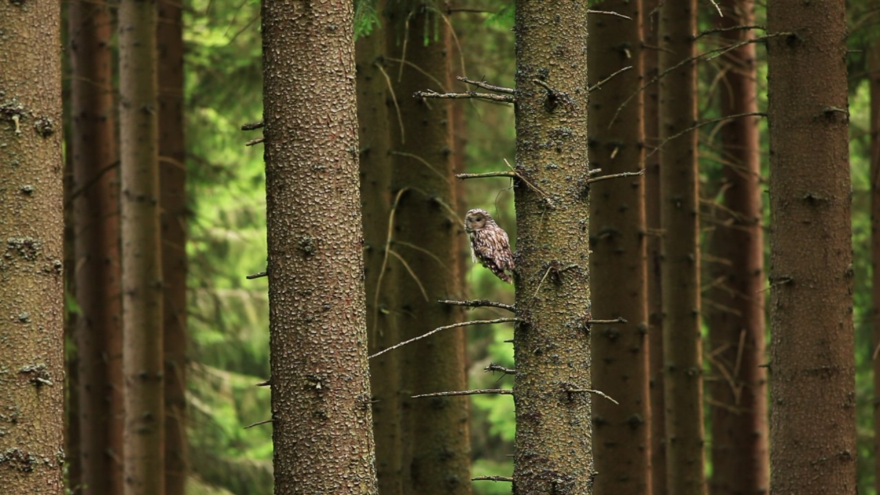 Puštík bělavý (Strix uralensis), Šumava 2017