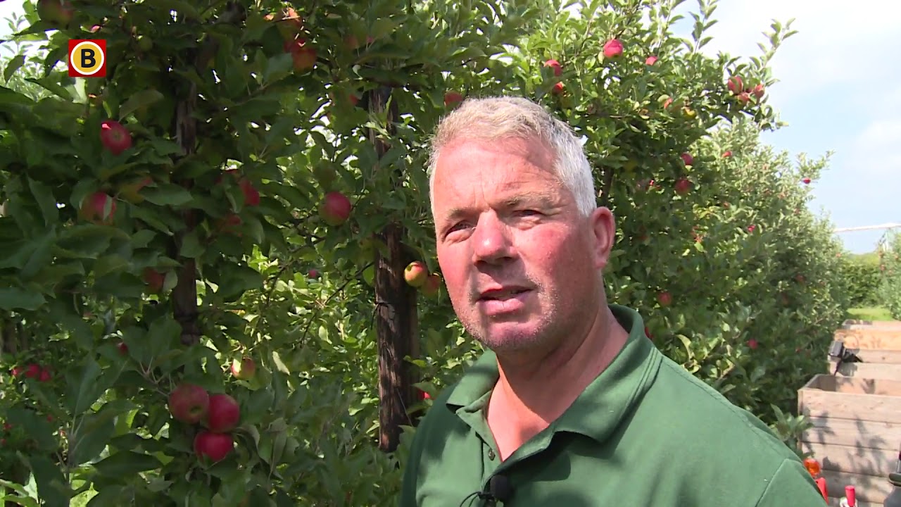 Joel Roks zoekt plukkers om zijn appels en peren te komen plukken