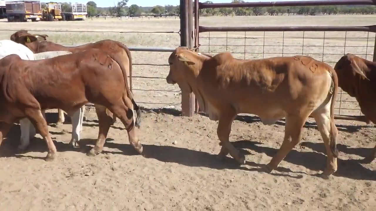 47 BRAHMAN BACKGROUNDER HEIFERS. HGP FREE - AV 239.0KG CURFEWED
