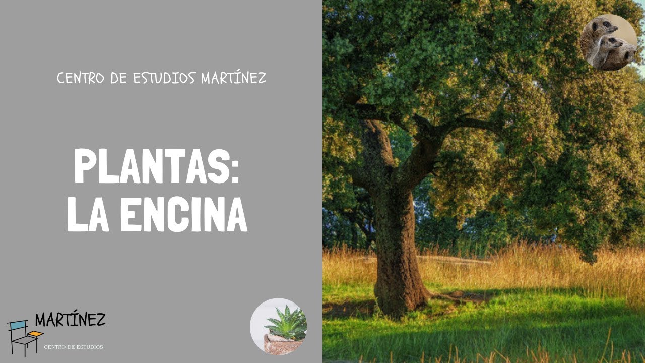 Encina: uno de los árboles más representativos de España