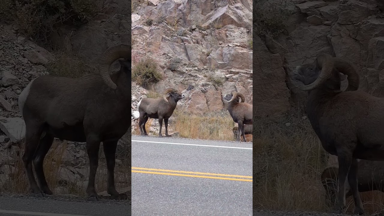 Big Horn Sheep Butting Heads in Colorado | Ram Fight