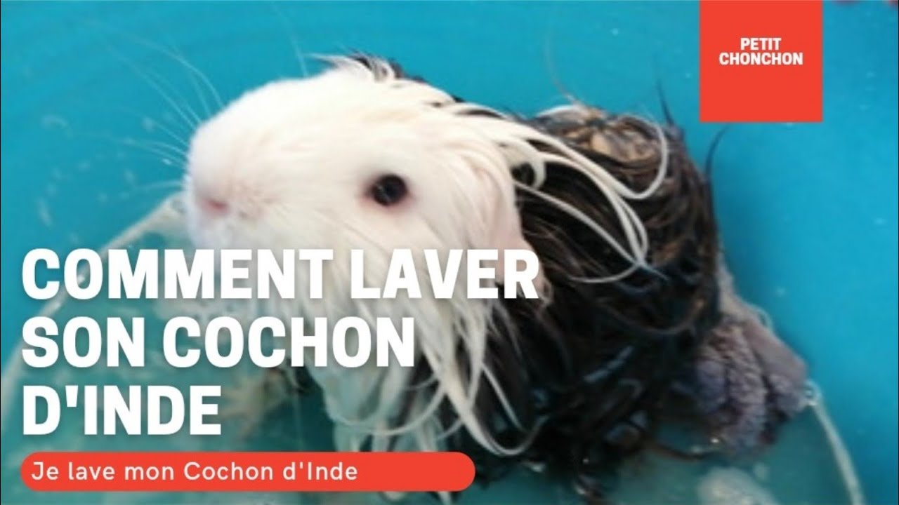 Comment laver son Cochon d'Inde !!!