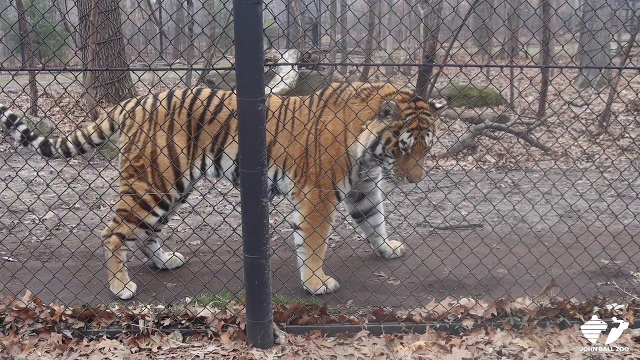 Zoo Insider - Amur Tiger Visit