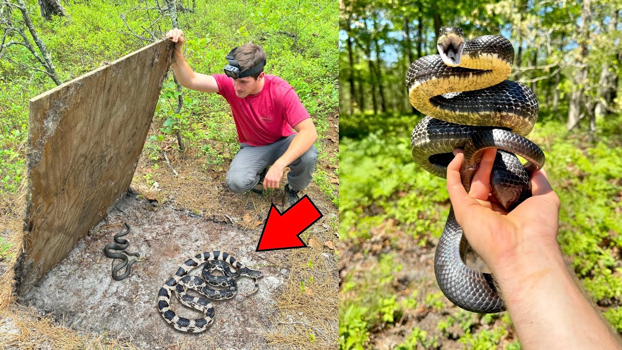 Rattlesnake in a Tire! - Finding a Pine Snake and Rare Frogs!