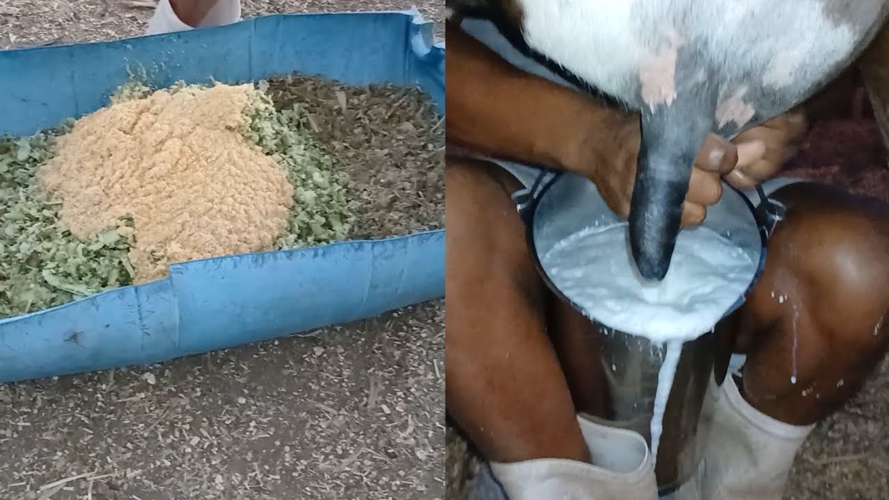 RAÇÃO SIMPLES PARA VACA DE LEITE, COM UM BOM MANEJO  O RESULTADO É CERTO! 