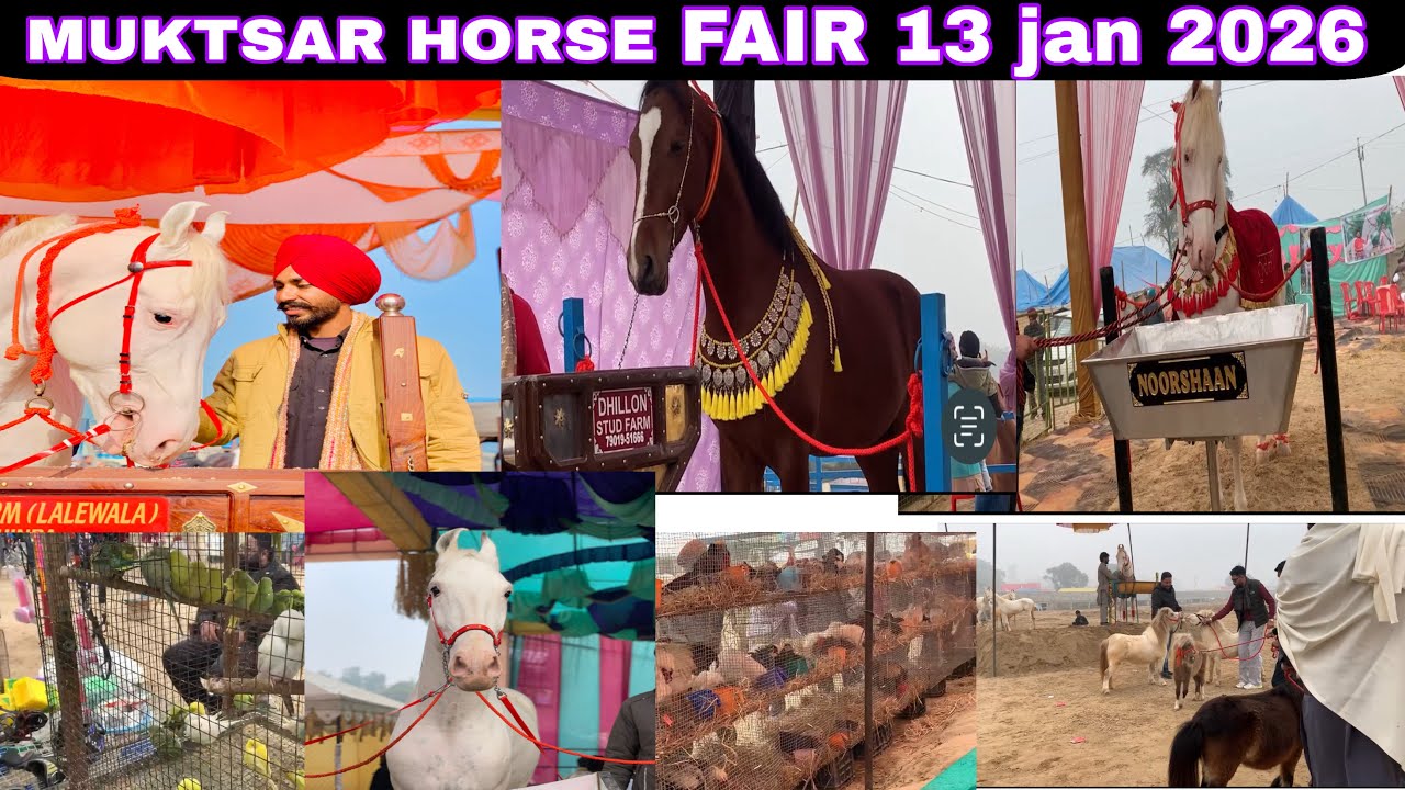 ਦੇਖੋ ਮੁਕਤਸਰ ਮਾਘੀ ਮੇਲਾ ਘੋੜਿਆਂ ਦਾ 2026 ।। Overview Muktsar Maghi Horse Fair 2026 || MFLIX-56